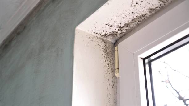 Professional Mold Removal in Dix Hills, NY