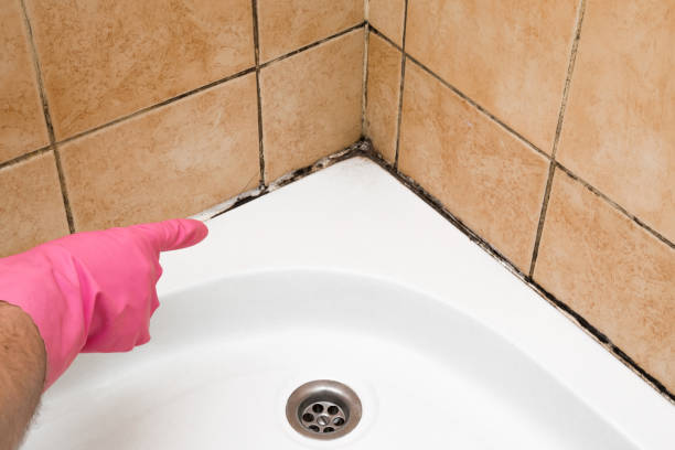 Best Toxic Mold Removal  in Dix Hills, NY
