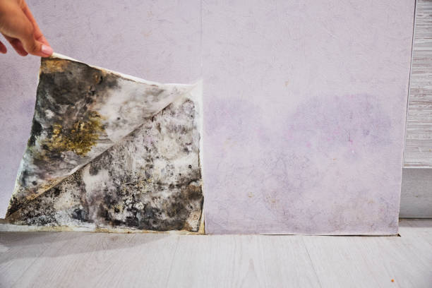Certified Mold Removal in Dix Hills, NY